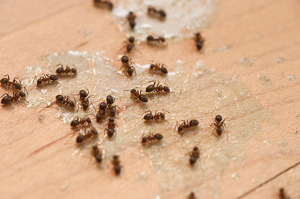 Best Exterminator Services  in Kotzebue, AK